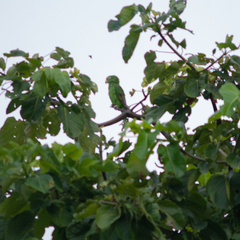 Amazona ochrocephala