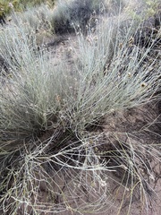 Psorothamnus scoparius