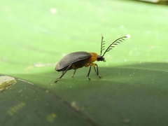 Ptilodactyla