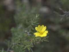 Hibbertia obtusifolia