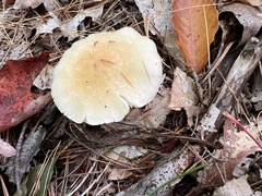 Hygrophorus flavodiscus