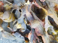 Fucus spiralis