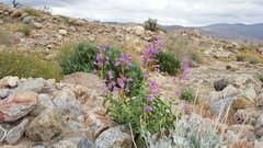 Penstemon spectabilis spectabilis