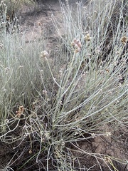 Psorothamnus scoparius