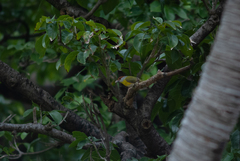 Cyclarhis gujanensis