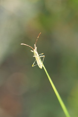 Stenocoris