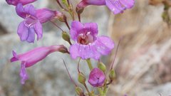 Penstemon spectabilis spectabilis