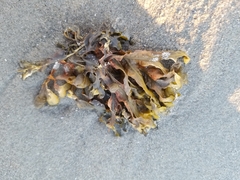 Fucus spiralis