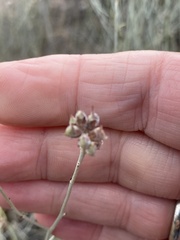 Psorothamnus scoparius