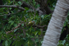 Cyclarhis gujanensis