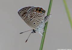 Hemiargus ceraunus