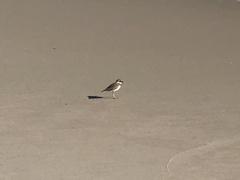 Charadrius wilsonia