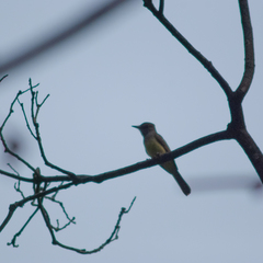 Myiarchus