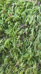 Pseudisothecium myosuroides