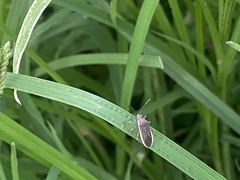 Catorhintha selector