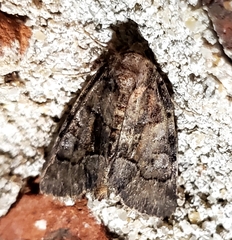 Chytonix palliatricula