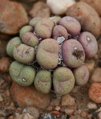 Conophytum truncatum