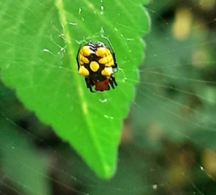 Micrathena glyptogonoides