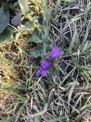 Echium plantagineum