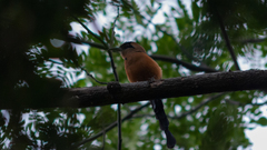 Momotus subrufescens