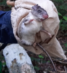 Ototylomys phyllotis