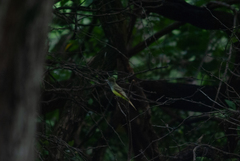 Myiarchus tyrannulus