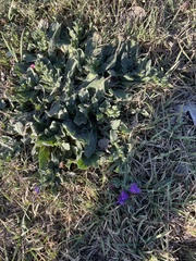 Echium plantagineum