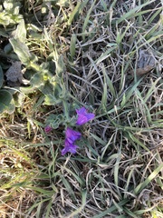Echium plantagineum