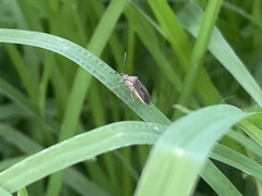 Catorhintha selector