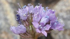 Gilia capitata abrotanifolia