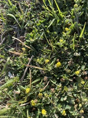 Angiospermae