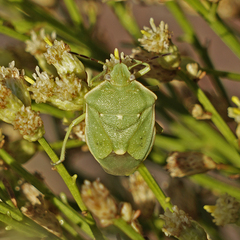Chlorochroa uhleri