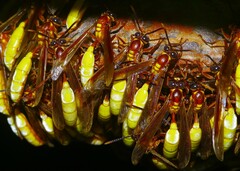 Apoica