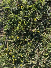 Angiospermae