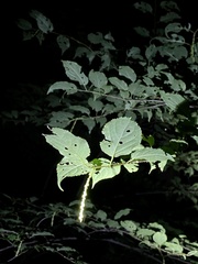 Stachyurus praecox