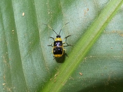 Paratriarius