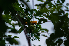 Icterus nigrogularis