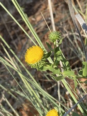 Grindelia nuda