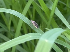 Catorhintha selector