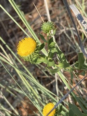 Grindelia nuda