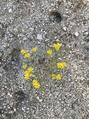 Pectis papposa papposa