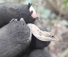 Anolis rodriguezii