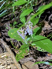 Tricyrtis affinis