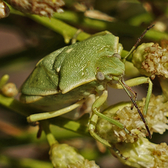 Chlorochroa uhleri