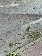Furnarius rufus
