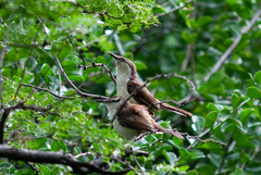 Campylorhynchus griseus