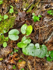 Hexastylis contracta