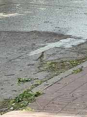 Furnarius rufus