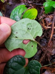 Hexastylis contracta
