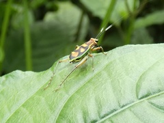 Phylloscyrtus intermedius